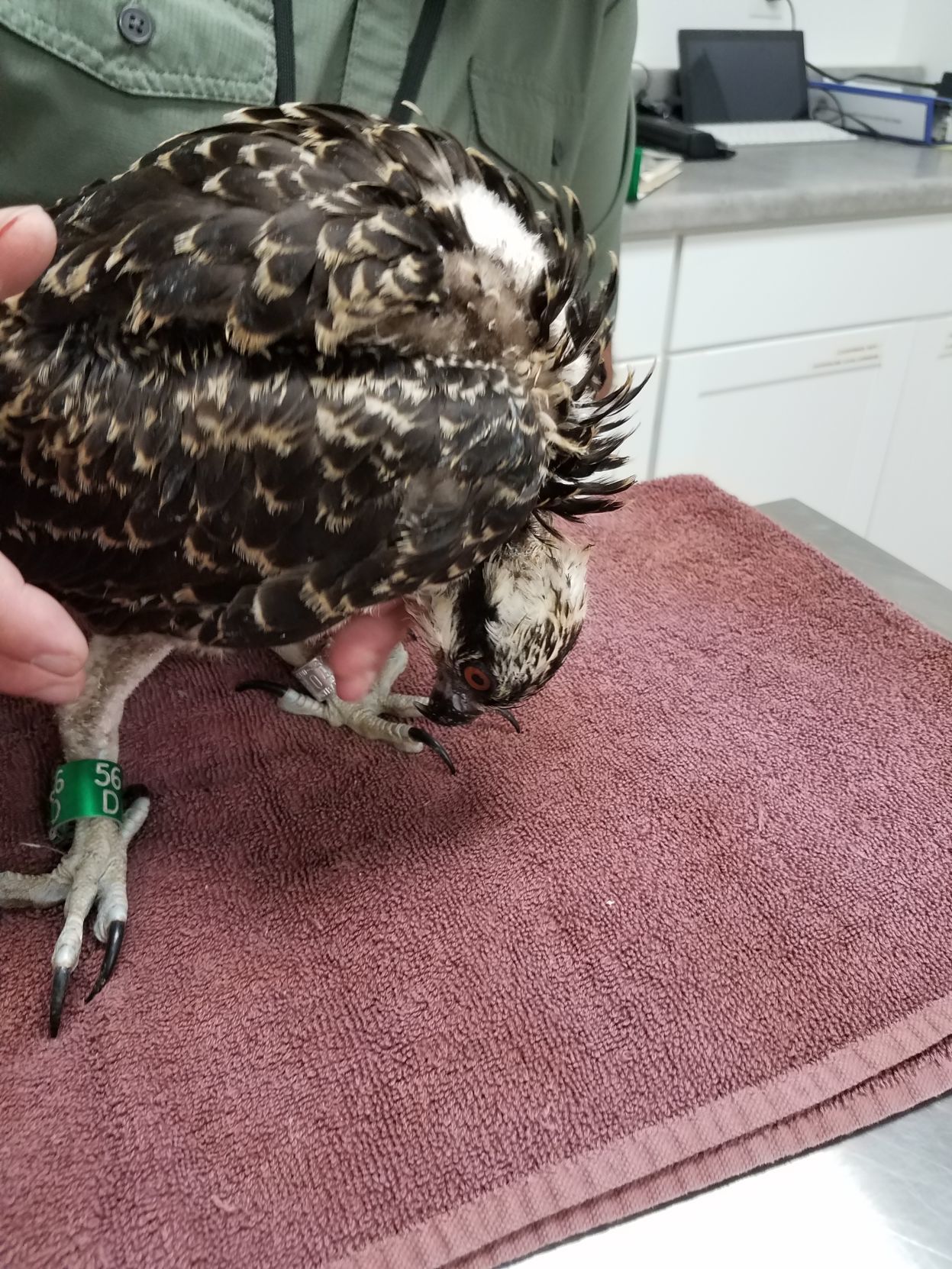 Young osprey